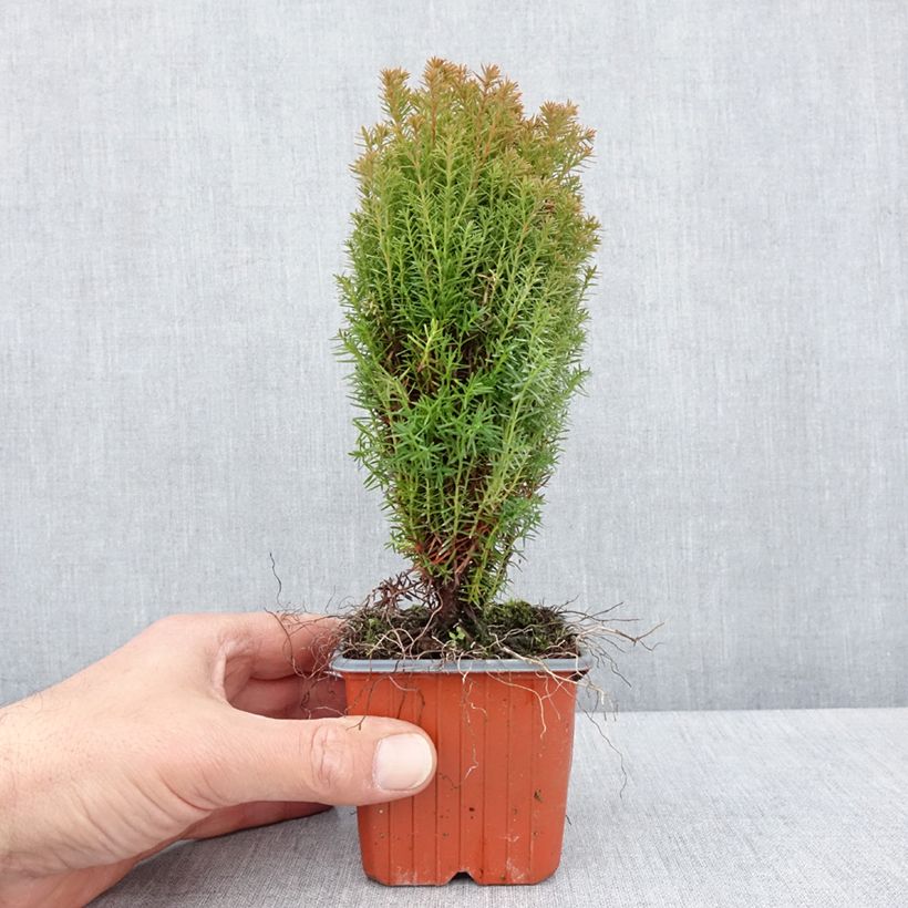 Exemplaar van Thuja occidentalis Teddy - Westerse levensboom Kweekpotje van 8/9 cm zoals geleverd in de lente