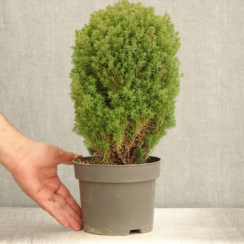 Exemplaar van Thuja occidentalis Teddy - Westerse levensboom Pot van 2 l/3 l zoals geleverd in de zomer