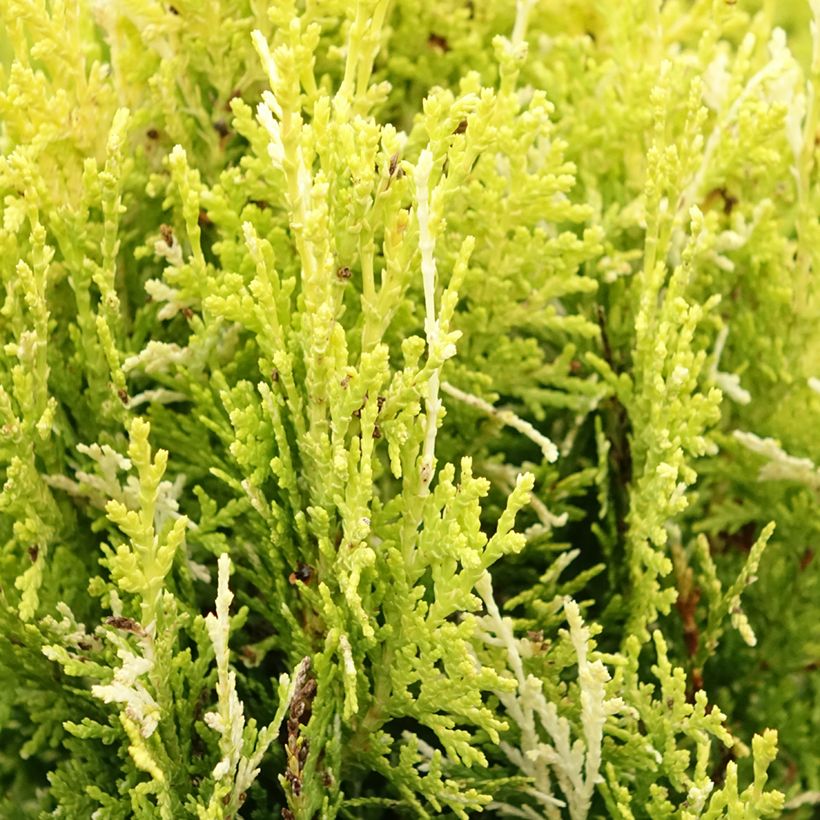 Thuja orientalis Fleck - Levensboom (Blad)
