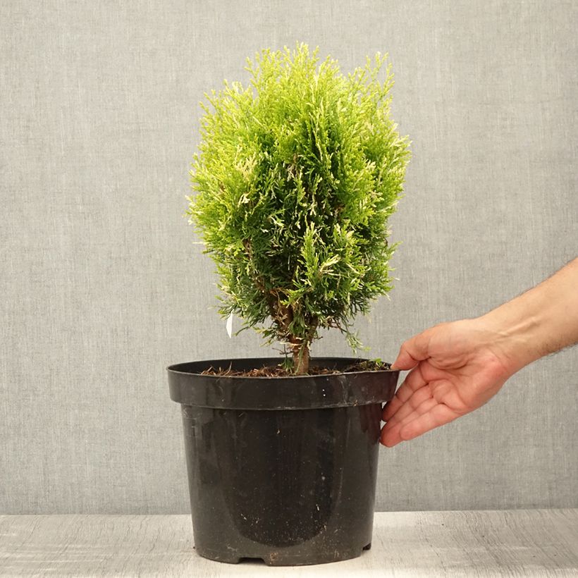 Exemplaar van Thuja orientalis Fleck - Levensboom Pot van 7,5 l/10 l zoals geleverd in de zomer