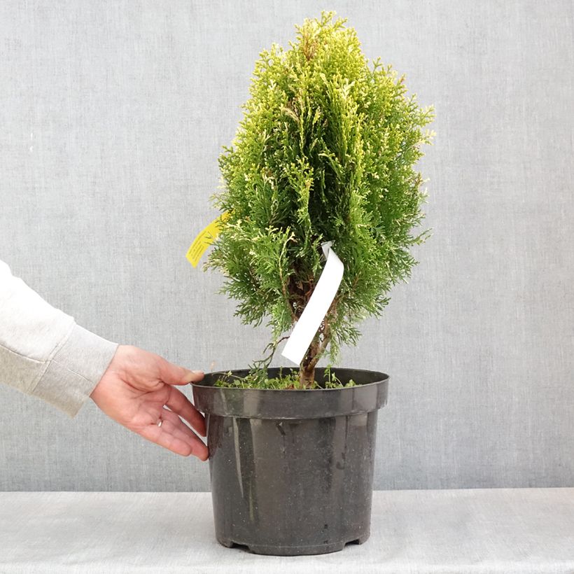 Exemplaar van Thuja orientalis Fleck - Levensboom Pot van 7,5 l/10 l zoals geleverd in de lente
