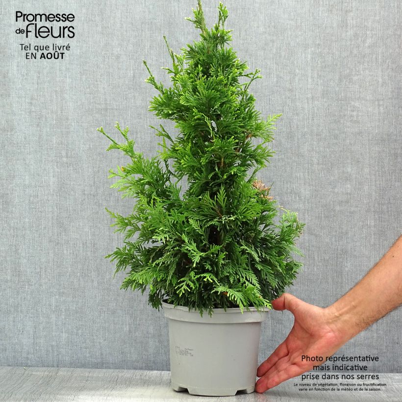 Exemplaar van Thuja plicata Can-Can - Reuzenlevensboom Pot van 2 l/3 l zoals geleverd in de zomer