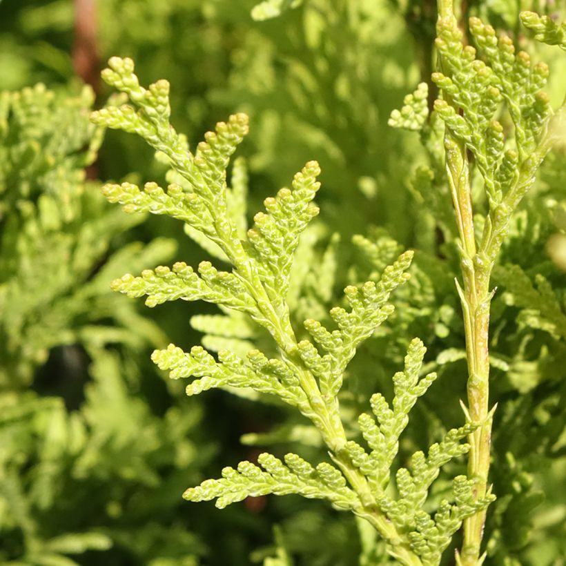 Thuja plicata Can-Can - Reuzenlevensboom (Blad)