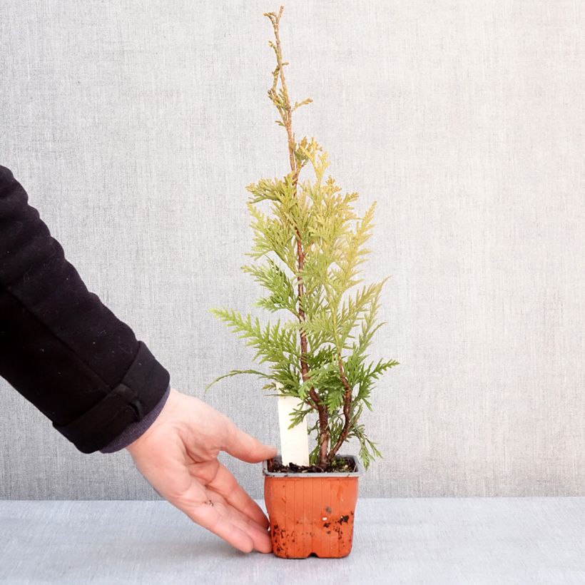Exemplaar van Thuja plicata Can-Can - Thuya compact Godet de 8/9 cm zoals geleverd in de winter