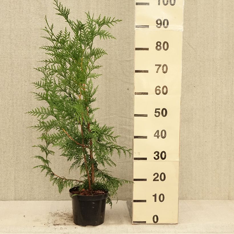 Exemplaar van Thuja plicata Excelsa - Reuzenlevensboom Pot van 2 l/3 l zoals geleverd in de herfst