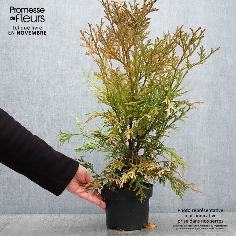 Exemplaar van Thujopsis dolabrata Variegata - Hibacipres Pot van 2 l/3 l zoals geleverd in de herfst