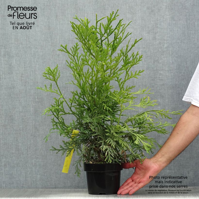 Exemplaar van Thujopsis dolabrata Variegata - Hibacipres Pot van 2 l/3 l zoals geleverd in de zomer