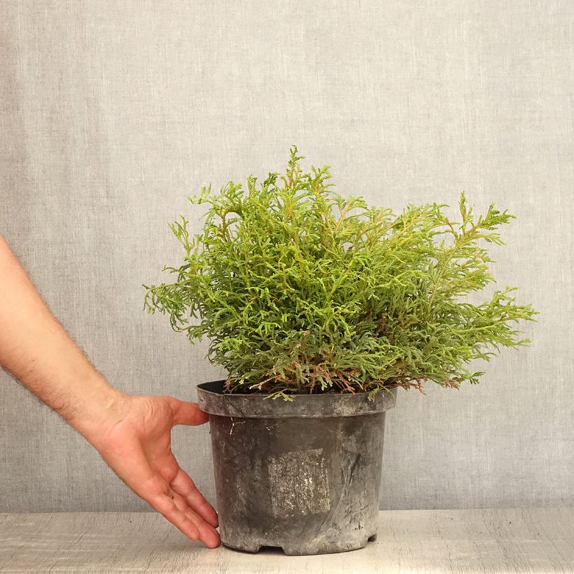 Exemplaar van Thujopsis dolabrata Nana - Hibacipres Pot van 4 l/5 l zoals geleverd in de zomer
