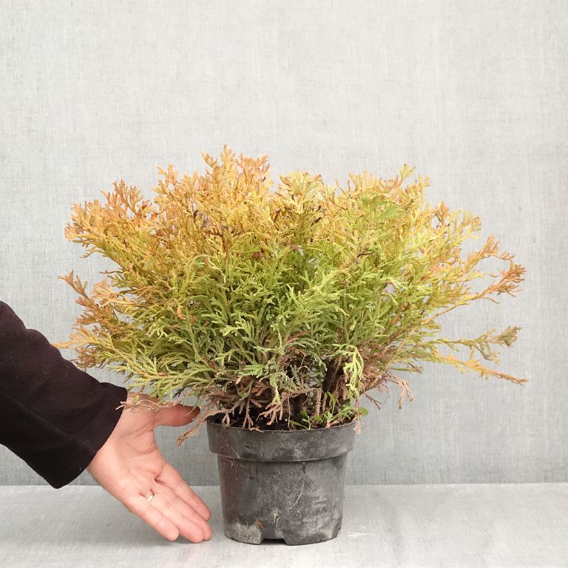 Exemplaar van Thujopsis dolabrata Nana - Hibacipres Pot van 2 l/3 l zoals geleverd in de herfst