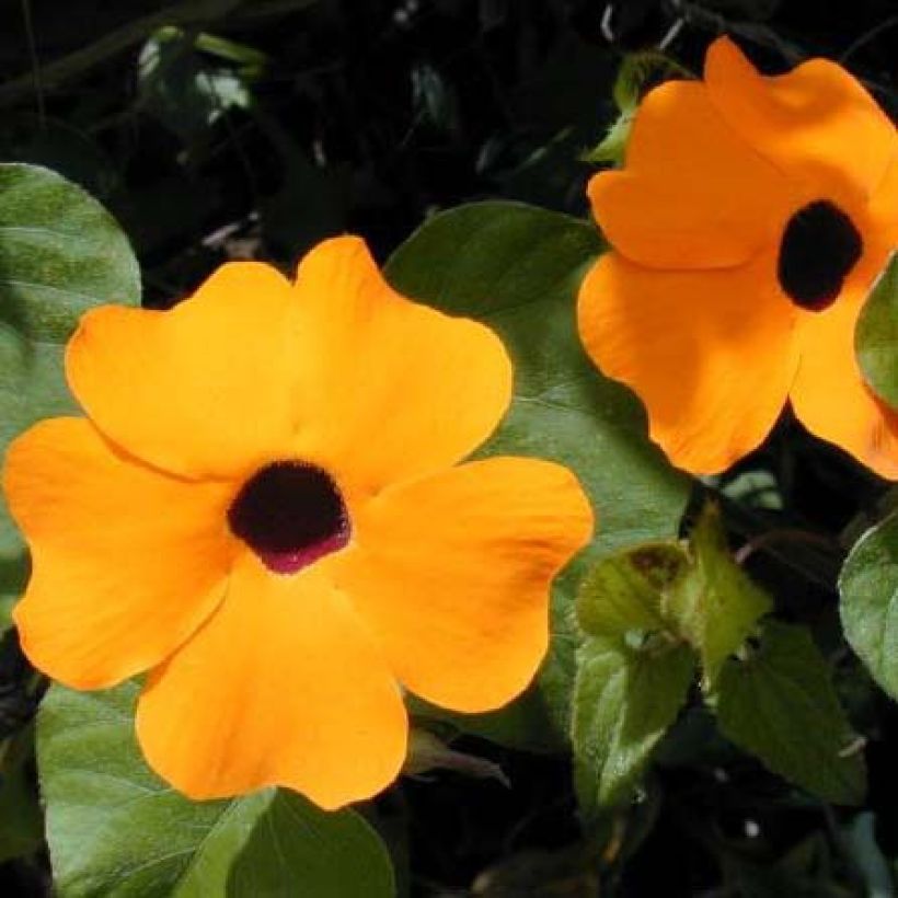 Thunbergia alata Oranje - Suzanne-met-de-mooie-ogen (Bloei)