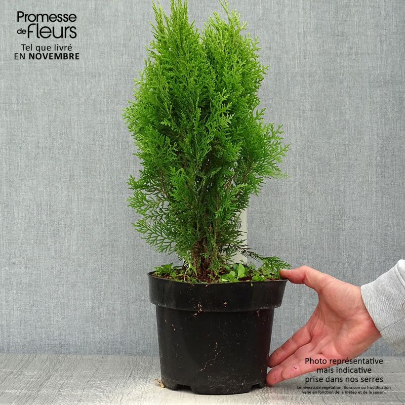 Exemplaar van Platycladus orientalis Aurea Nana - Oosterse levensboom Pot van 2 l/3 l zoals geleverd in de herfst