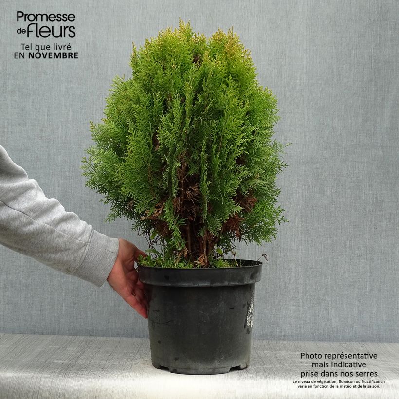 Exemplaar van Platycladus orientalis Aurea Nana - Oosterse levensboom Pot van 7,5 l/10 l zoals geleverd in de herfst