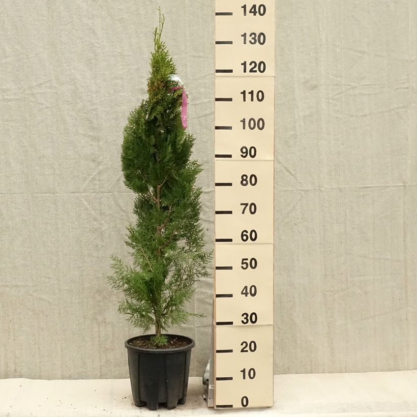 Exemplaar van Thuja orientalis Pyramidalis Aurea - Westerse levensboom Pot van 7,5 l/10 l zoals geleverd in de lente