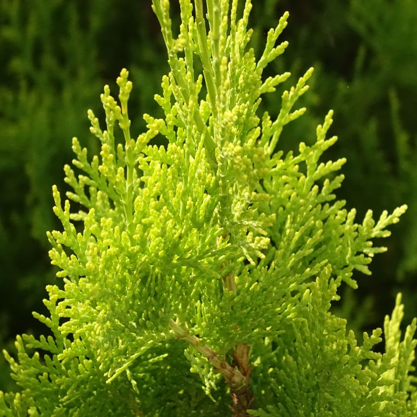 Thuja orientalis Pyramidalis Aurea - Westerse levensboom (Blad)