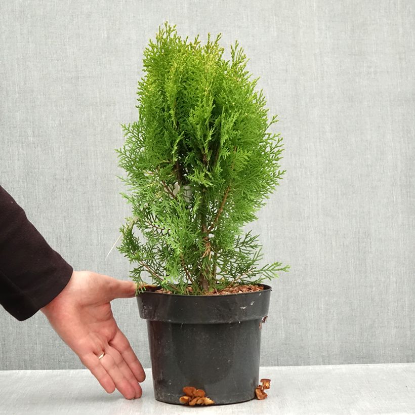 Exemplaar van Thuja orientalis Pyramidalis Aurea - Westerse levensboom Pot van 2 l/3 l zoals geleverd in de herfst