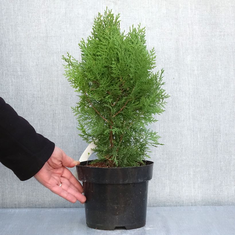 Exemplaar van Thuja orientalis Pyramidalis Aurea - Westerse levensboom Pot van 2 l/3 l zoals geleverd in de winter