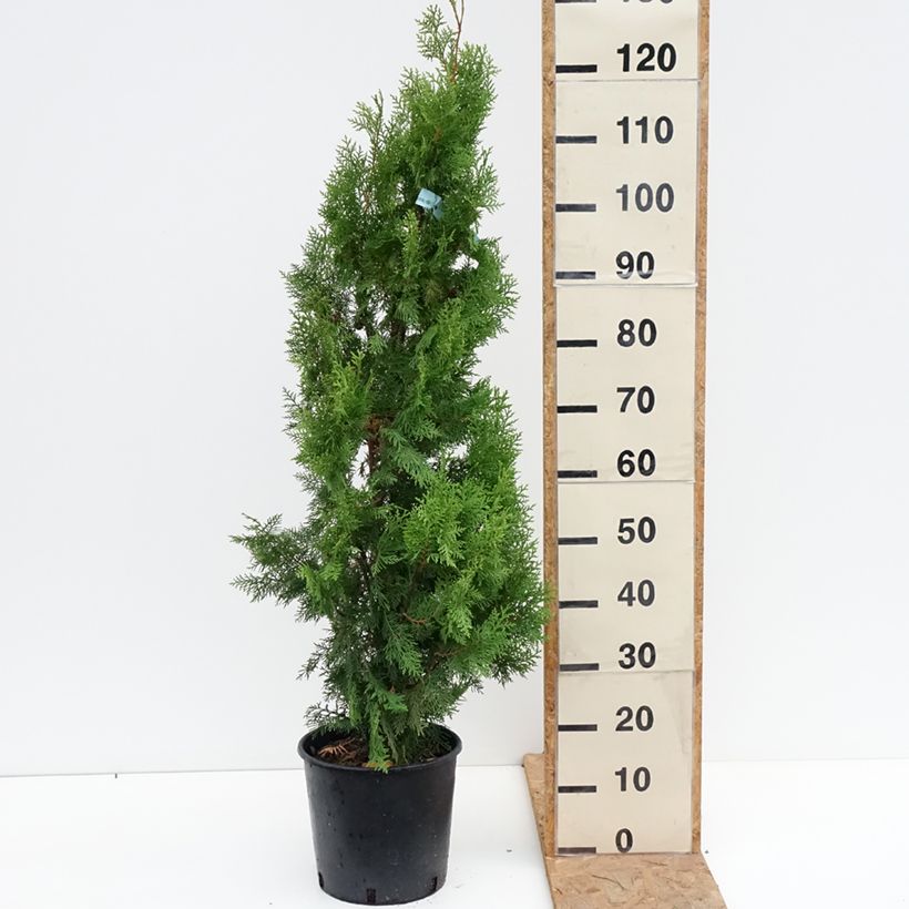 Exemplaar van Thuja orientalis Pyramidalis Aurea - Westerse levensboom Pot van 7,5 l/10 l zoals geleverd in de herfst