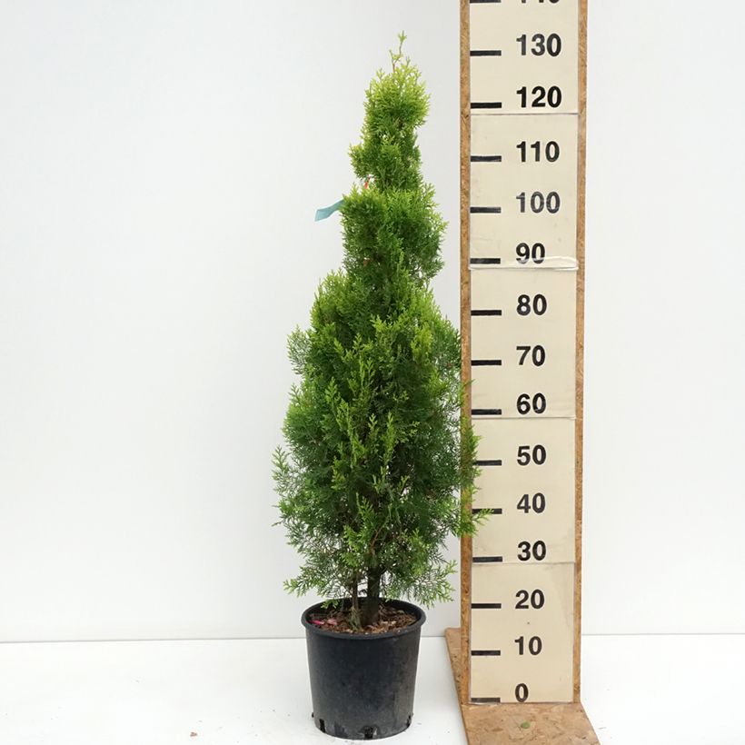 Exemplaar van Thuja orientalis Pyramidalis Aurea - Westerse levensboom Pot van 7,5 l/10 l zoals geleverd in de zomer