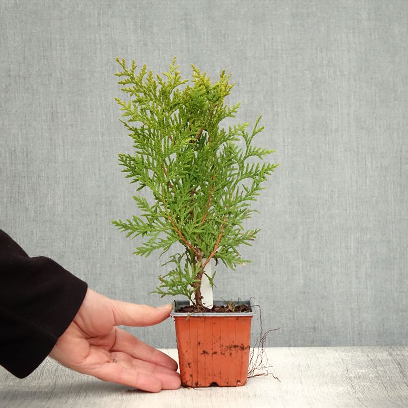 Exemplaar van Thuja occidentalis Brabant - Westerse levensboom Kweekpotje van 8/9 cm zoals geleverd in de herfst