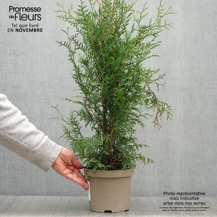 Exemplaar van Thuja occidentalis Brabant - Westerse levensboom Pot van 2 l/3 l zoals geleverd in de herfst