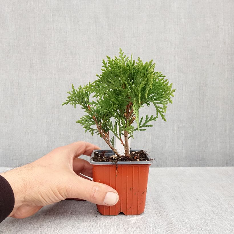 Exemplaar van Thuja occidentalis Danica - Westerse levensboom Kweekpotje van 8/9 cm zoals geleverd in de herfst