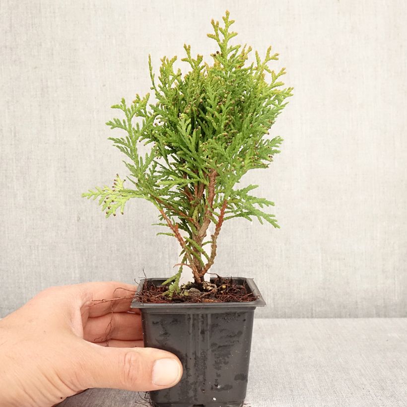 Exemplaar van Thuja occidentalis Danica - Westerse levensboom Kweekpotje van 8/9 cm zoals geleverd in de lente