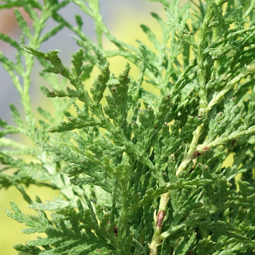 Thuja occidentalis Globosa Aurea - Westerse levensboom (Blad)