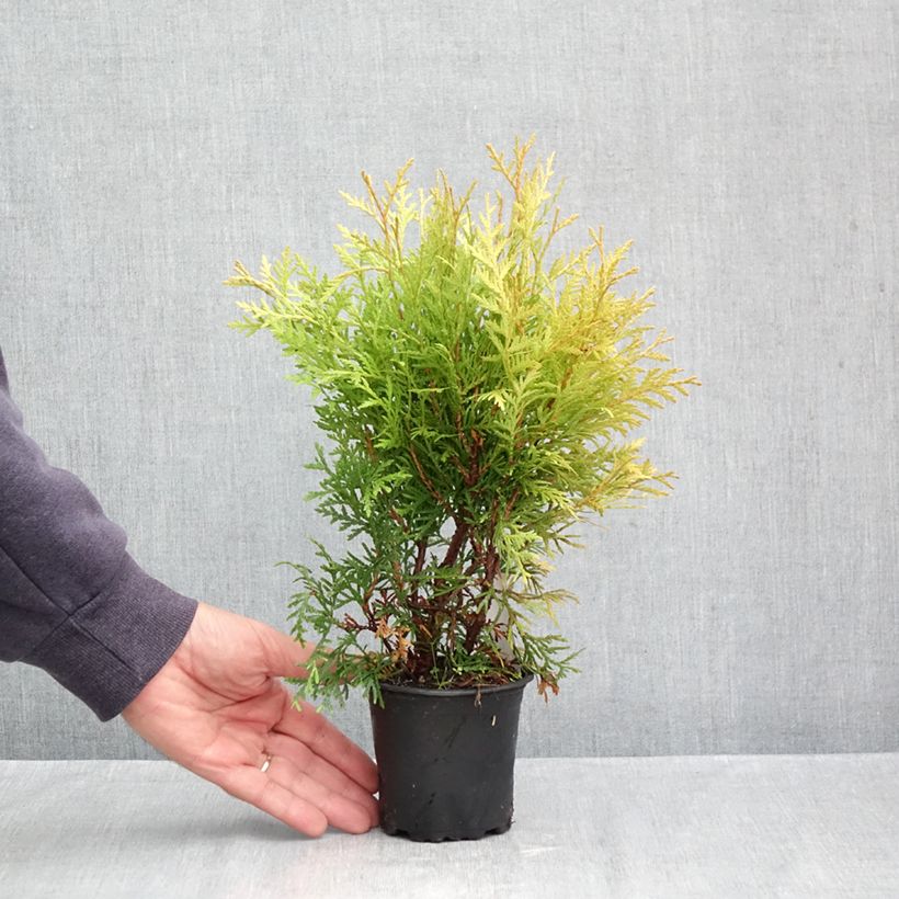 Exemplaar van Thuja occidentalis Globosa Aurea - Westerse levensboom Kweekpotje van 8/9 cm zoals geleverd in de herfst