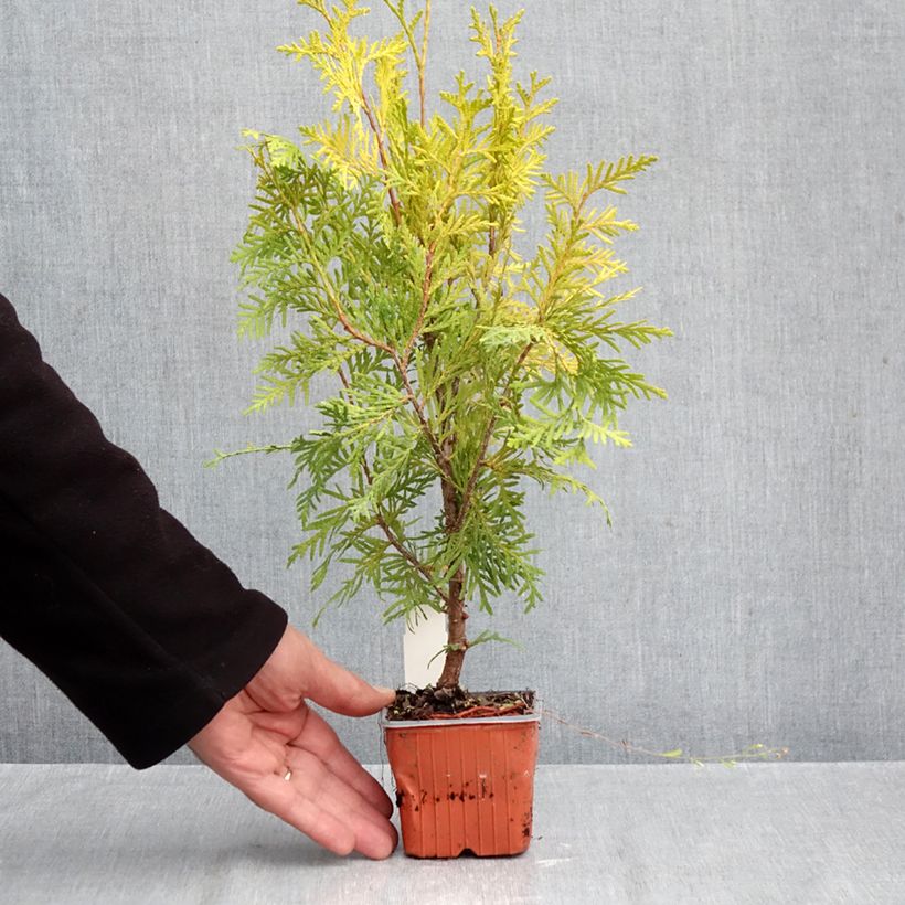 Exemplaar van Thuja occidentalis Golden Brabant - Westerse levensboom Kweekpotje van 8/9 cm zoals geleverd in de herfst