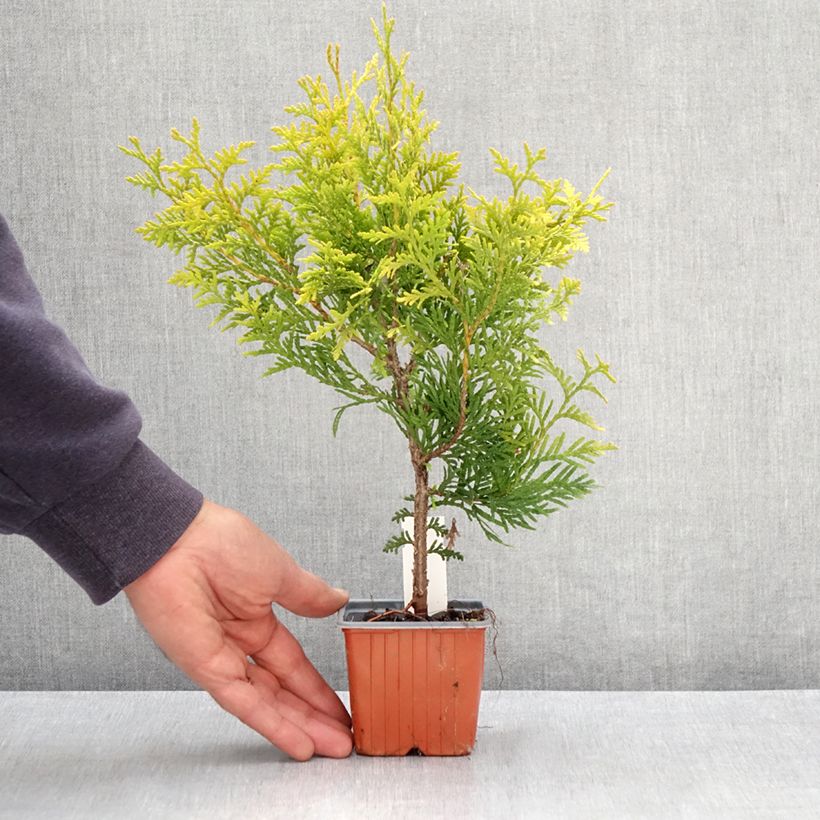 Exemplaar van Thuja occidentalis Golden Brabant - Westerse levensboom Kweekpotje van 8/9 cm zoals geleverd in de lente
