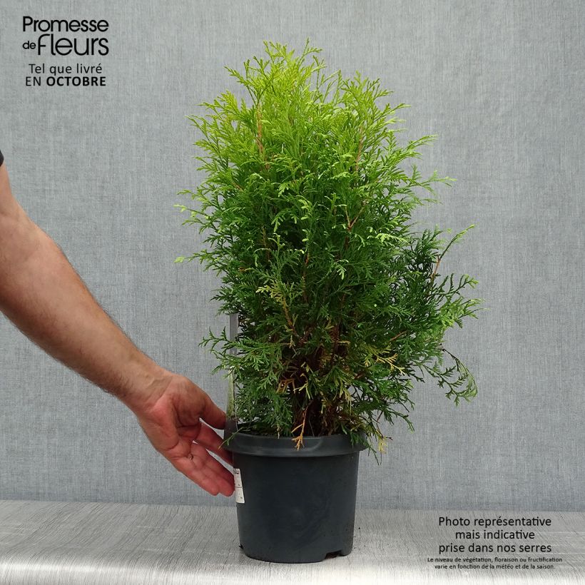 Exemplaar van Thuja occidentalis Golden Globe - Westerse levensboom Pot van 2 l/3 l zoals geleverd in de herfst