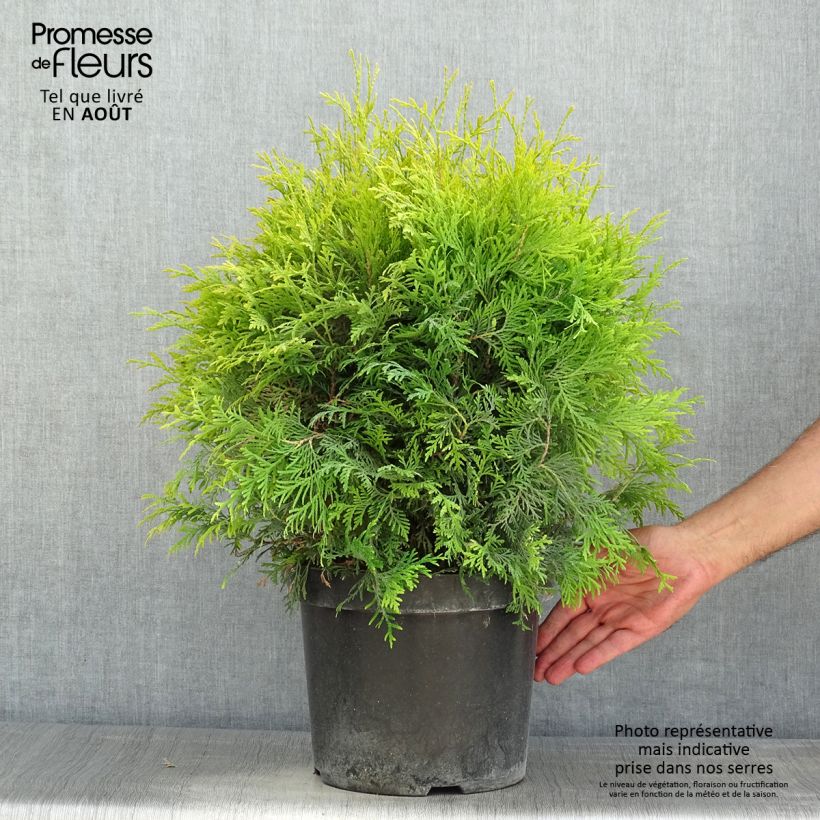 Exemplaar van Thuja occidentalis Golden Globe - Westerse levensboom Pot van 7,5 l/10 l zoals geleverd in de zomer