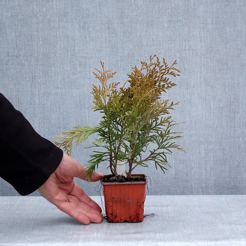 Exemplaar van Thuya du Canada - Thuja occidentalis Golden Globe Godet de 8/9 cm zoals geleverd in de winter