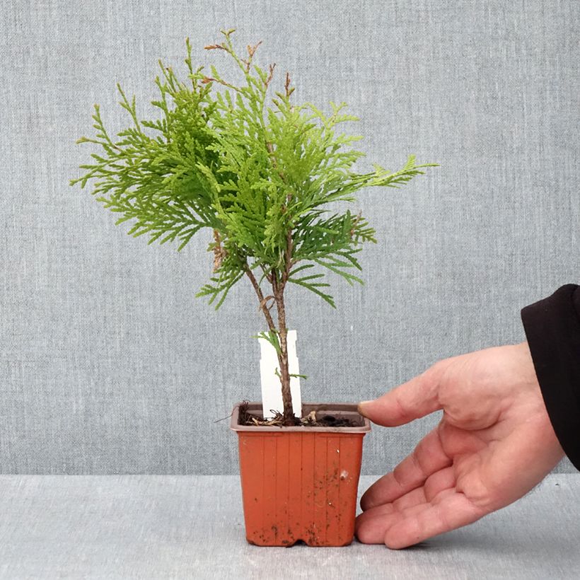 Exemplaar van Thuja occidentalis Golden Globe - Westerse levensboom Kweekpotje van 8/9 cm zoals geleverd in de lente