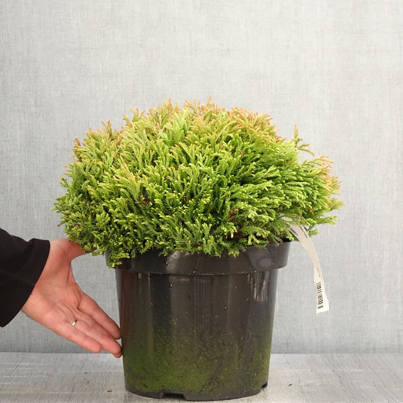 Exemplaar van Thuja occidentalis Golden Tuffet - Westerse levensboom Pot van 7,5 l/10 l zoals geleverd in de lente