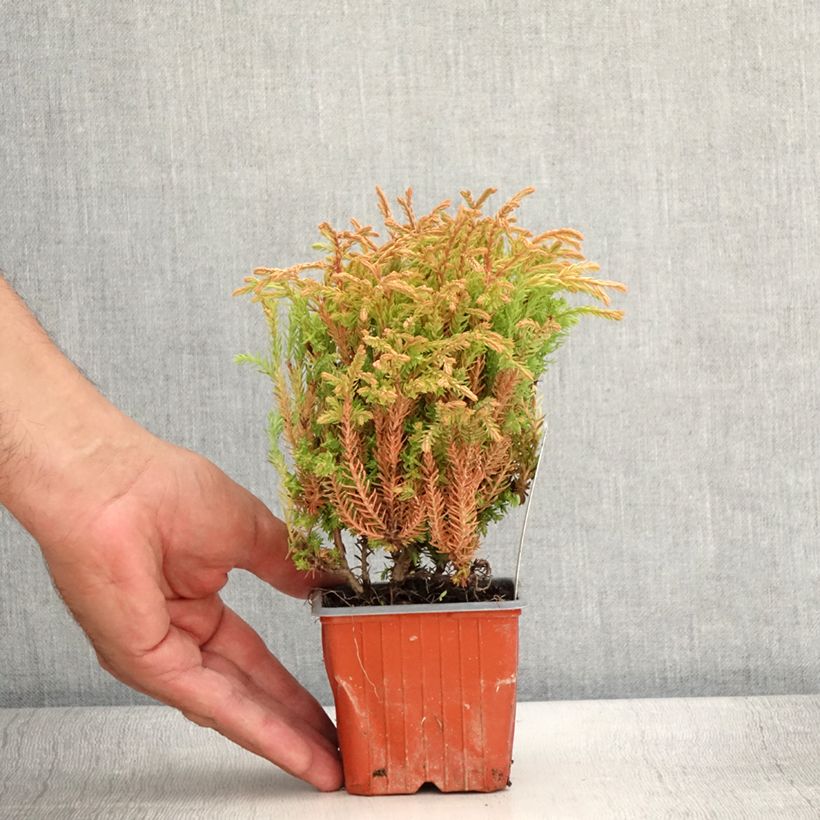Exemplaar van Thuja occidentalis Golden Tuffet - Westerse levensboom Kweekpotje van 8/9 cm zoals geleverd in de zomer