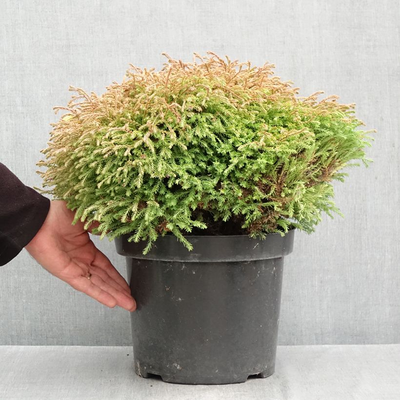 Exemplaar van Thuja occidentalis Golden Tuffet - Westerse levensboom Pot van 7,5 l/10 l zoals geleverd in de herfst