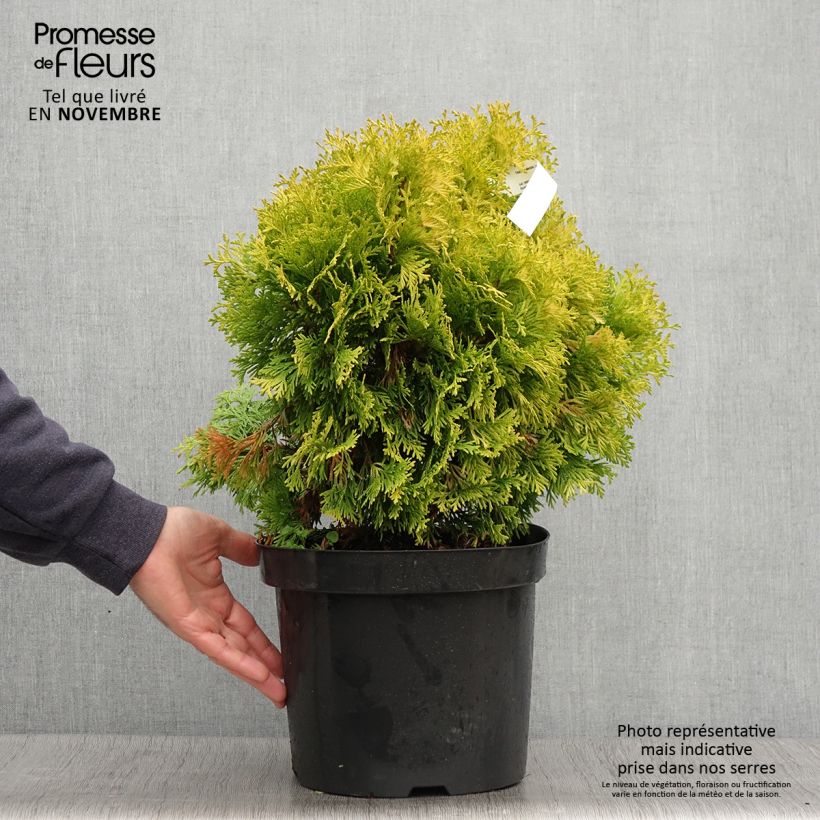 Exemplaar van Thuja occidentalis Jantar - Westerse levensboom Pot van 7,5 l/10 l zoals geleverd in de herfst