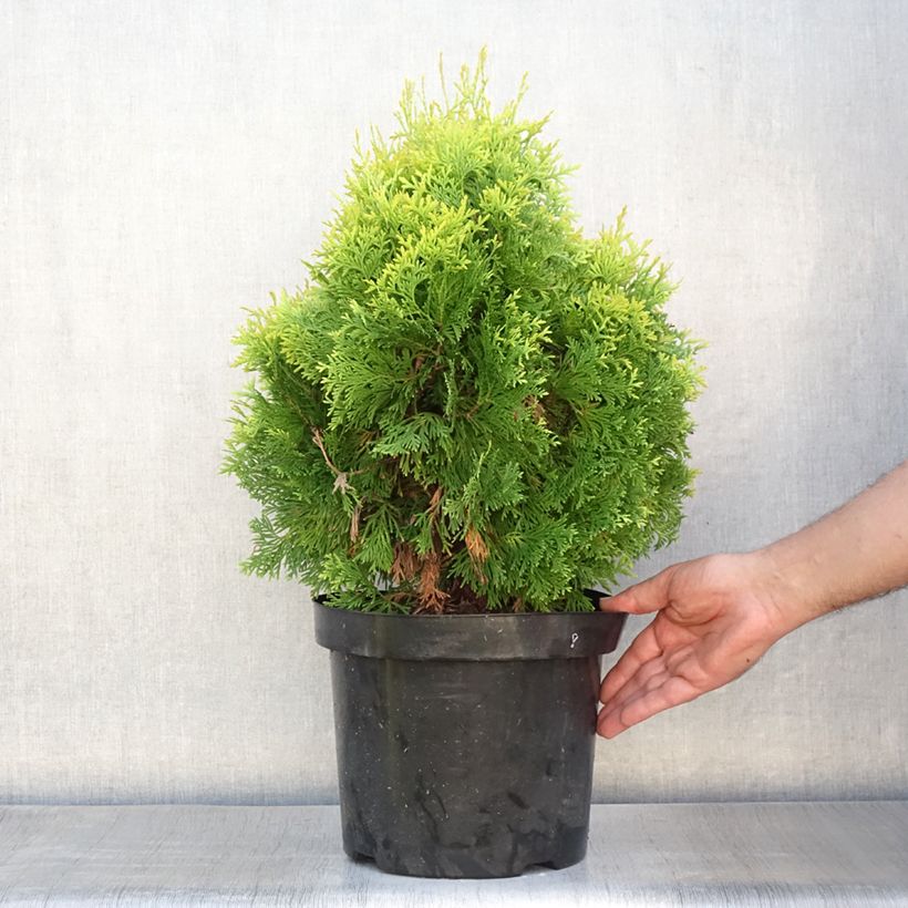 Exemplaar van Thuja occidentalis Jantar - Westerse levensboom Pot van 7,5 l/10 l zoals geleverd in de zomer