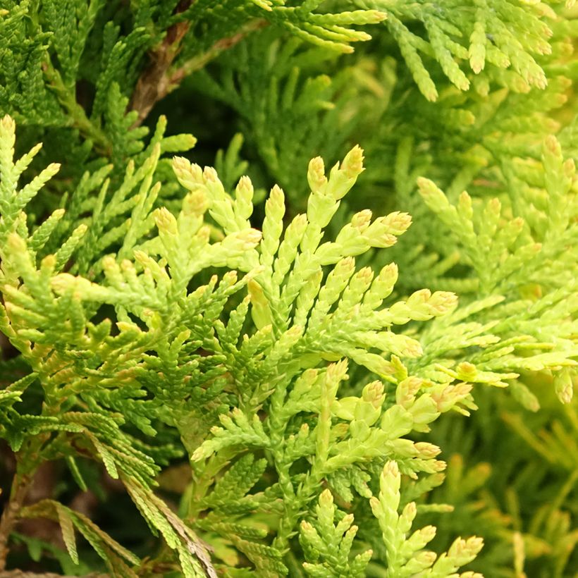 Thuja occidentalis Jantar - Westerse levensboom (Blad)