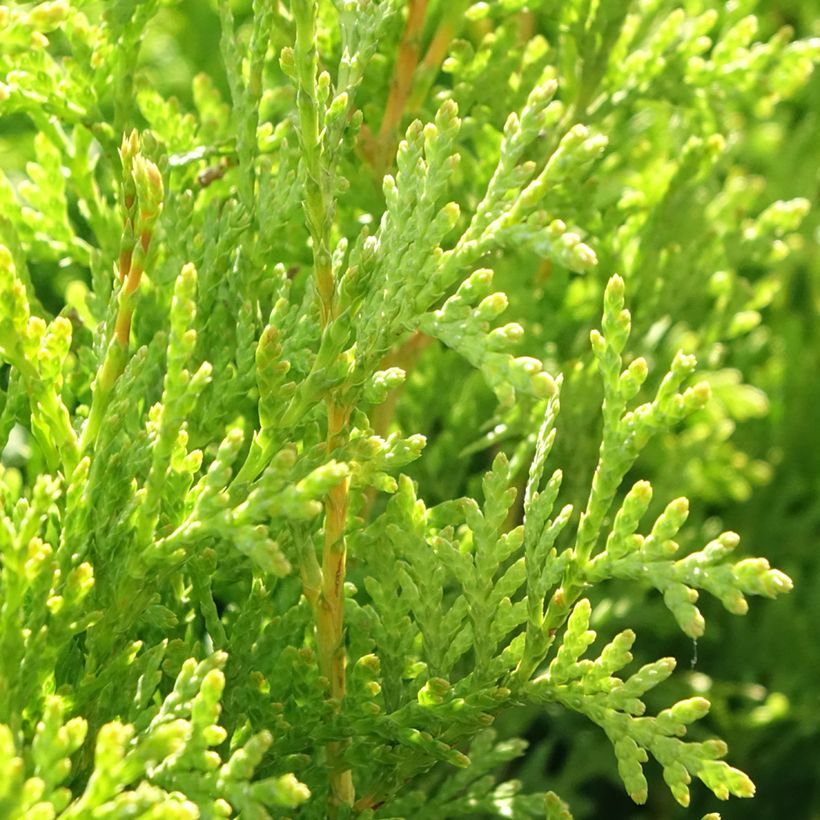 Thuja occidentalis King of Brabant - Westerse levensboom (Blad)