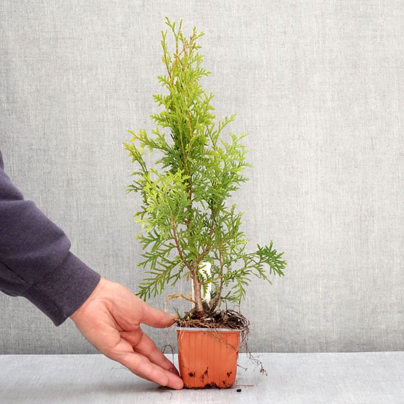 Example of Thuja occidentalis King of Brabant - Westerse levensboom Kweekpotje van 8/9 cm as you get in printemps