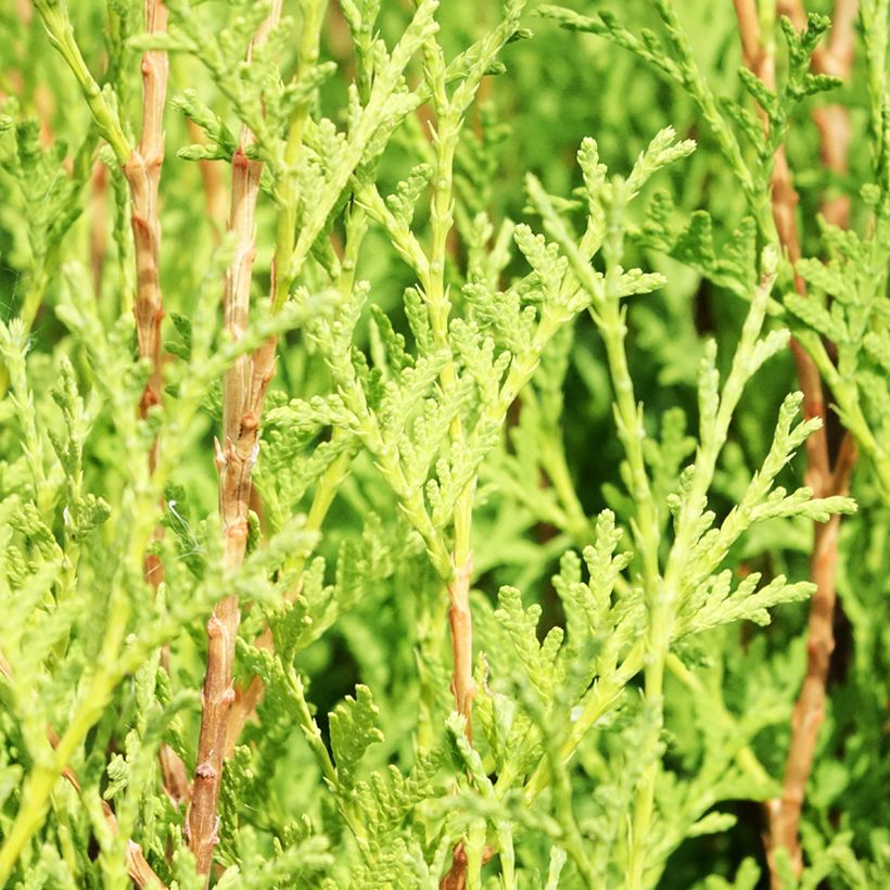 Thuja occidentalis Malonyana Aurea - Westerse levensboom (Blad)