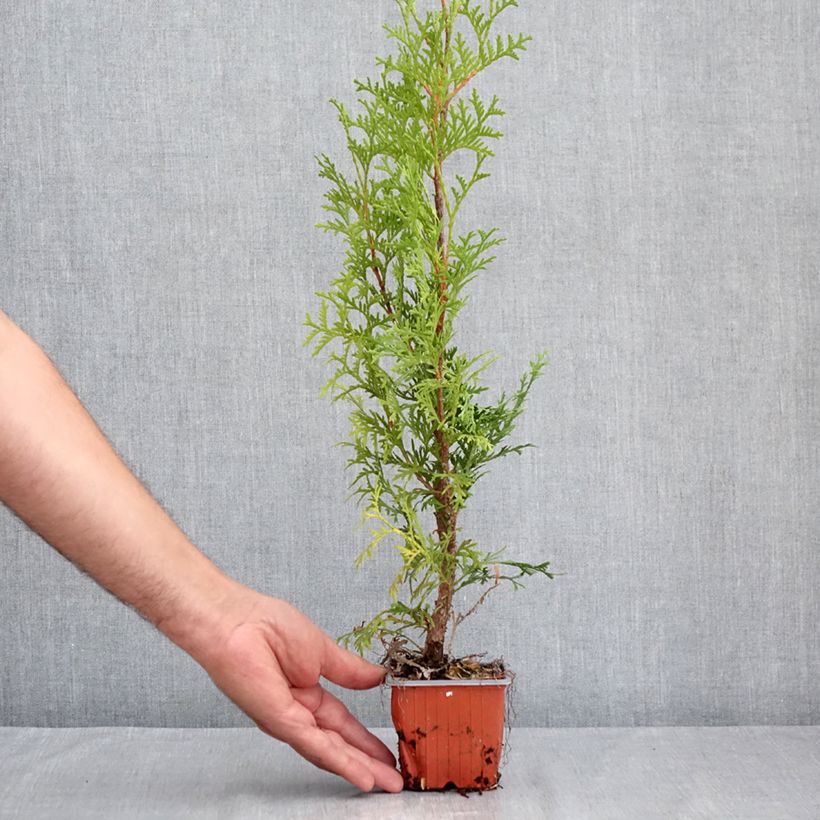 Exemplaar van Thuja occidentalis Malonyana Aurea - Westerse levensboom Kweekpotje van 8/9 cm zoals geleverd in de zomer