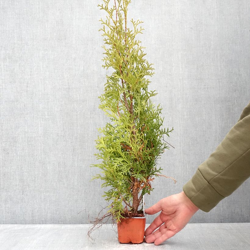 Exemplaar van Thuja occidentalis Malonyana Aurea - Westerse levensboom Kweekpotje van 8/9 cm zoals geleverd in de winter