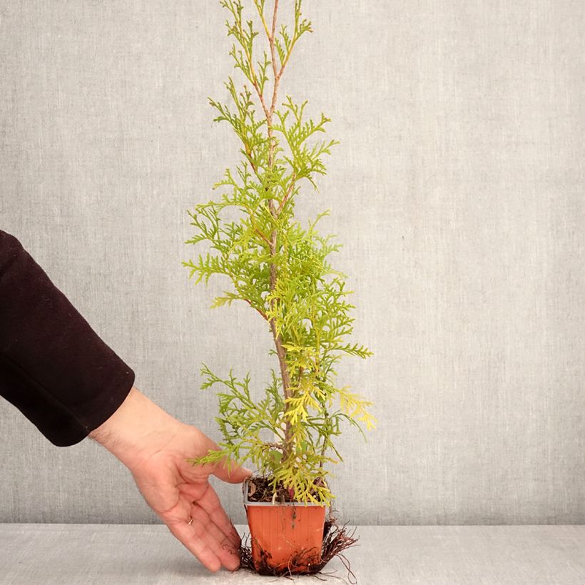 Exemplaar van Thuja occidentalis Malonyana Aurea - Westerse levensboom Kweekpotje van 8/9 cm zoals geleverd in de lente