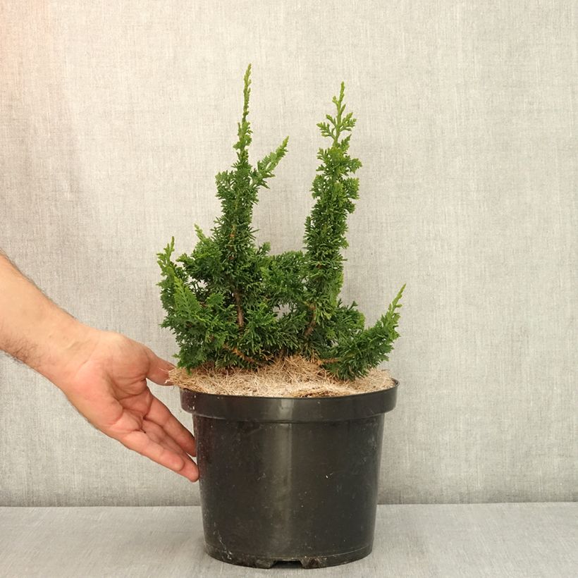 Exemplaar van Thuja occidentalis Malonyana Holub - Westerse levensboom Pot van 4 l/5 l zoals geleverd in de zomer