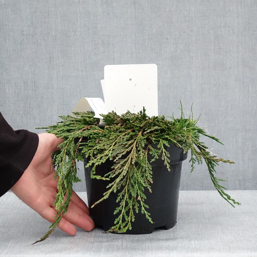 Exemplaar van Thuja occidentalis Pancake Concesarini - Westerse levensboom Pot van 2 l/3 l zoals geleverd in de winter