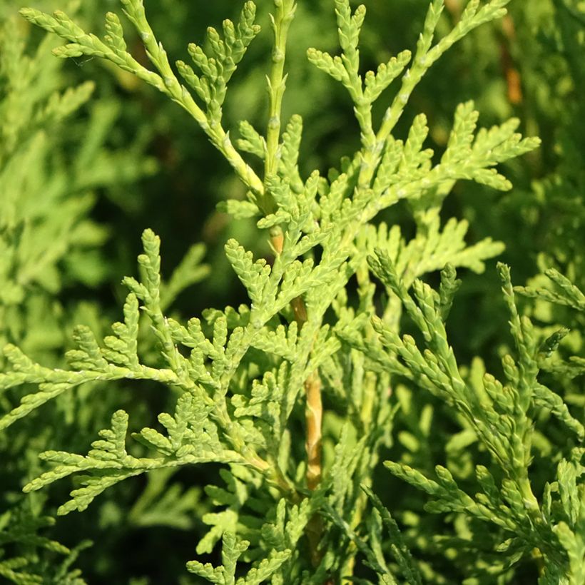 Thuja occidentalis Pyramidalis Compacta - Westerse levensboom (Blad)