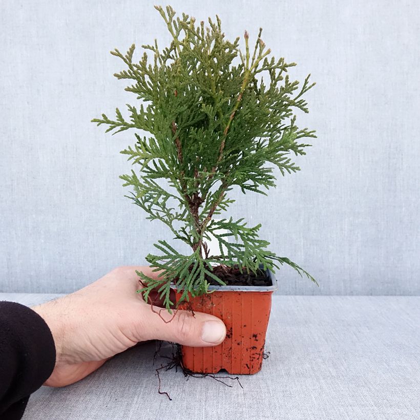 Exemplaar van Thuja occidentalis Pyramidalis Compacta - Westerse levensboom Kweekpotje van 8/9 cm zoals geleverd in de winter